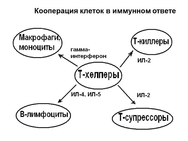 Кооперация клеток в иммунном ответе